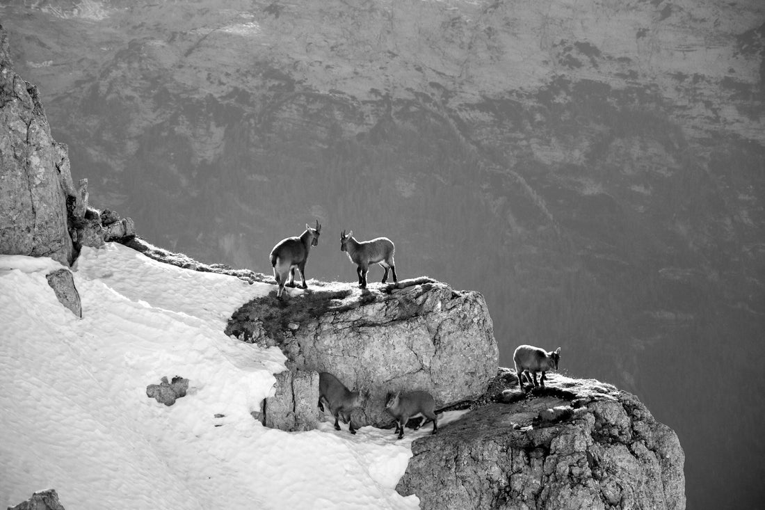 How is Cashmere Made: its origins & the art of crafting timeless luxury